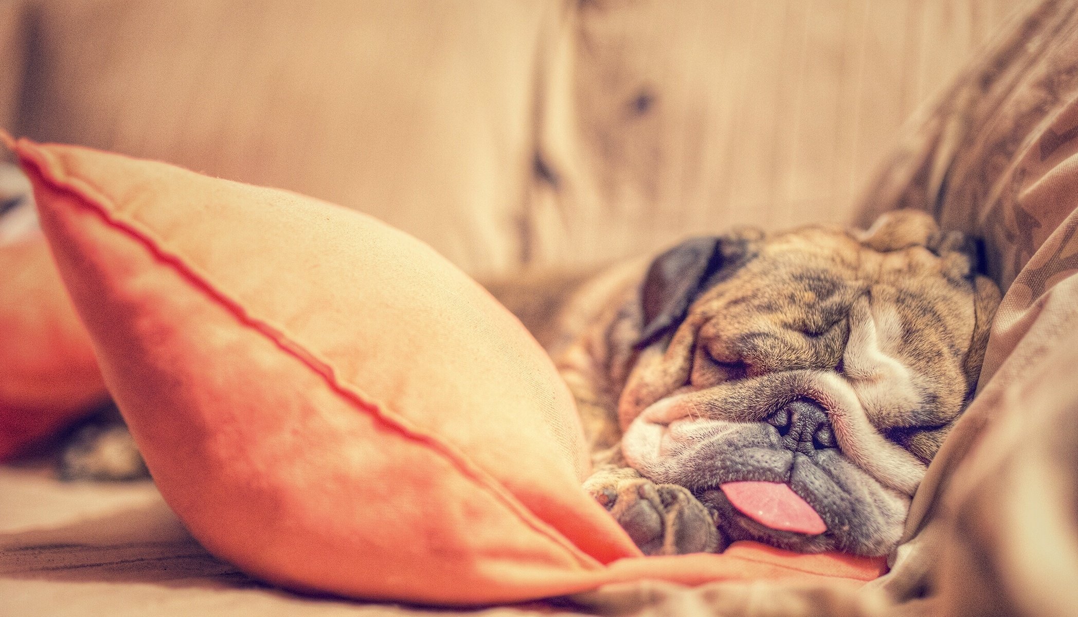 english, Bulldog, Dog, Sleeping, Sleep, Rest, Tongue, Muzzle, Pillow Wallpaper
