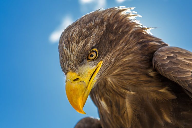 eagle, Bird, Head, Beak, Predator HD Wallpaper Desktop Background