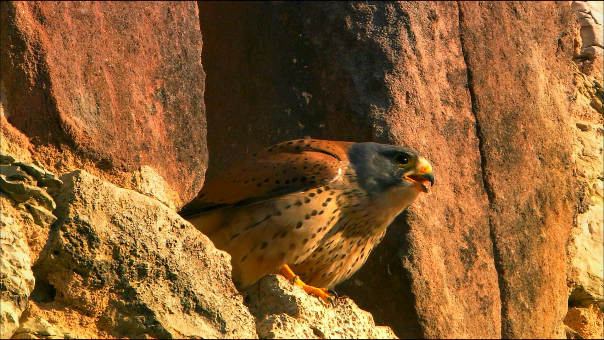 falcon, Predator, Bird Wallpaper