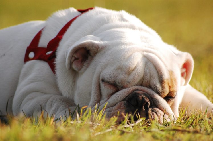 english, Bulldog, Dog, Sleep, Rest, Face HD Wallpaper Desktop Background