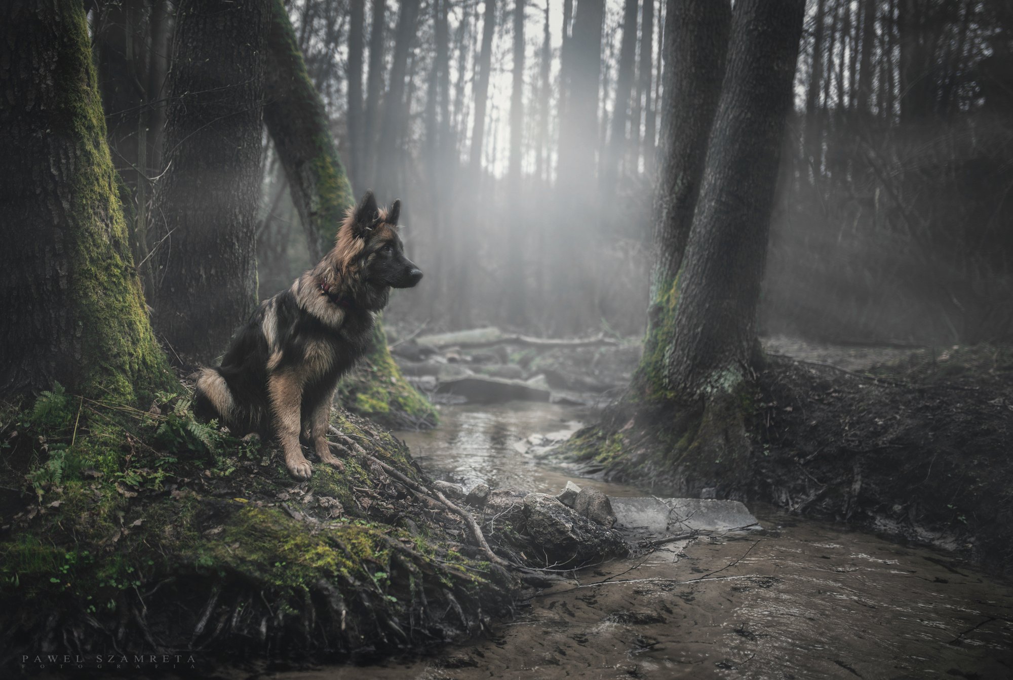 forest, Stream, Dog, Sheepdog, Gaze Wallpaper