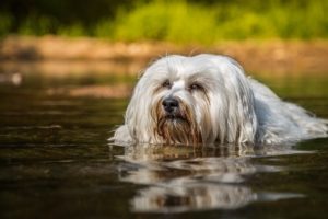 havanese, Dog, Swimming, Water
