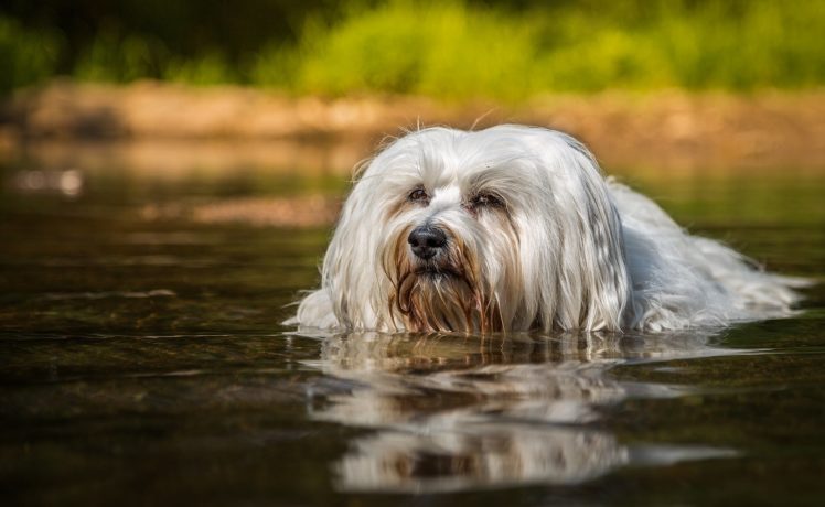 havanese, Dog, Swimming, Water HD Wallpaper Desktop Background