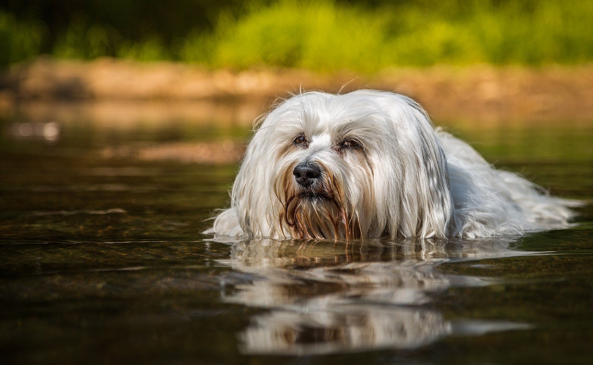 havanese, Dog, Swimming, Water Wallpapers HD / Desktop and Mobile