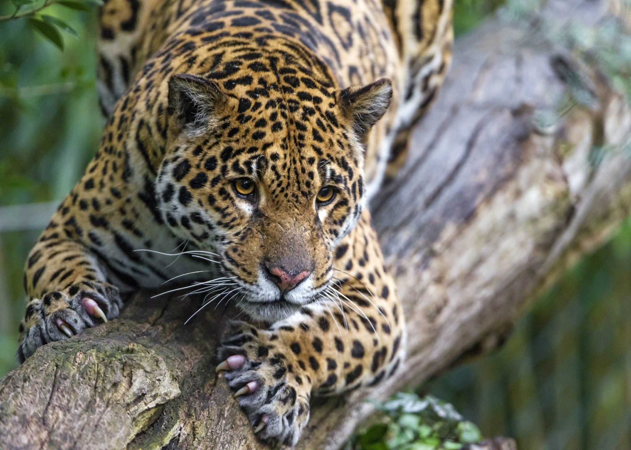 jaguar, Wild, Cat, Carnivore, Muzzle, Paws, Logs, Zoo Wallpaper