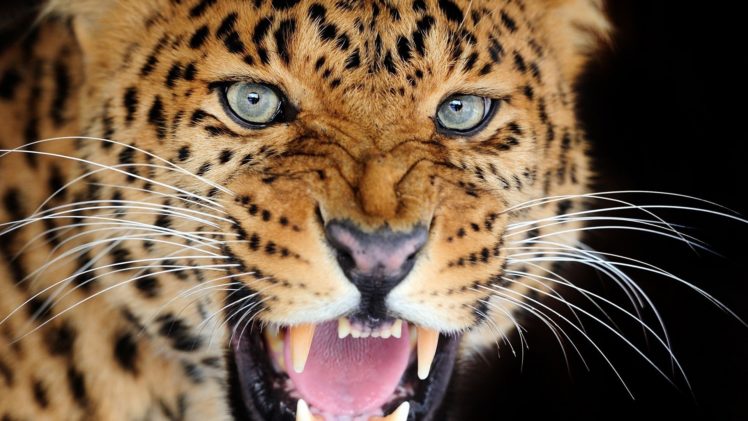 leopard, Wild, Ca HD Wallpaper Desktop Background