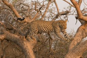 leopard, Wild, Cat, Carnivore, Jump, Tree