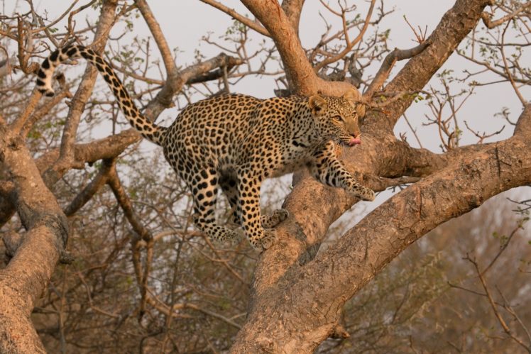 leopard, Wild, Cat, Carnivore, Jump, Tree HD Wallpaper Desktop Background