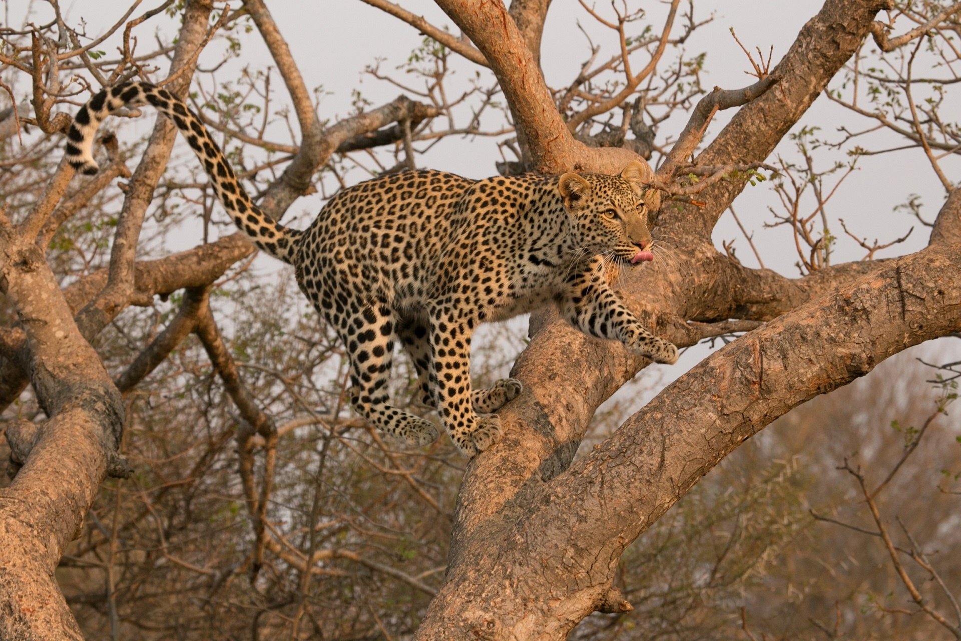 leopard, Wild, Cat, Carnivore, Jump, Tree Wallpaper
