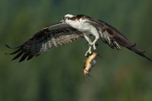 osprey, Bird, Wings, Flight, Prey, Catch, Fish, Hunting, Fishing