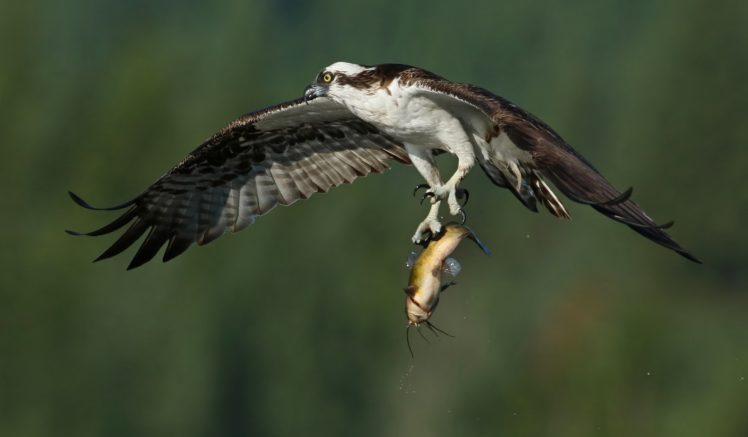 osprey, Bird, Wings, Flight, Prey, Catch, Fish, Hunting, Fishing HD Wallpaper Desktop Background