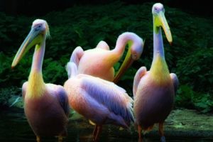 rainbow, Pelican, Feathers