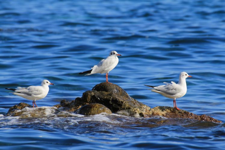 seagull, Birds, Trio, Sea, Stone, Ocean, Bird HD Wallpaper Desktop Background