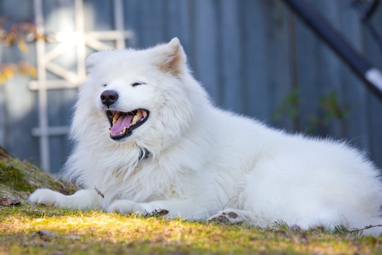 samoyed, Dog Wallpapers HD / Desktop and Mobile Backgrounds