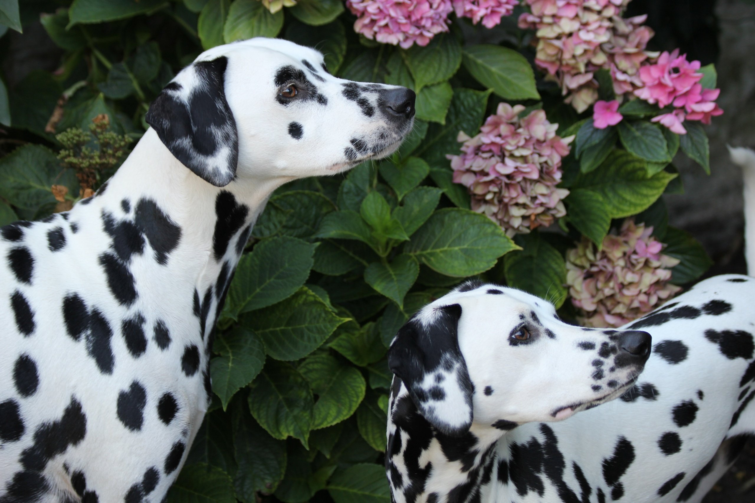 sobaki, Dalmatian, Dog Wallpapers HD / Desktop and Mobile Backgrounds.