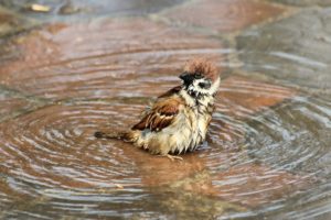 swimming, Bird, Puddle, Sparrow, Wet, Water