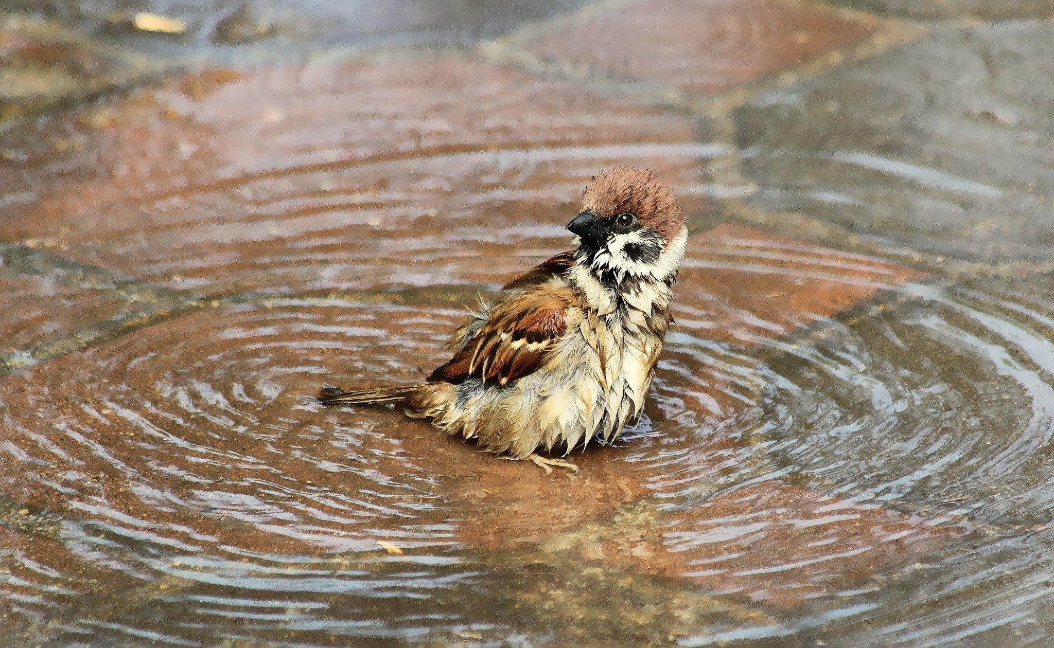 swimming, Bird, Puddle, Sparrow, Wet, Water Wallpaper