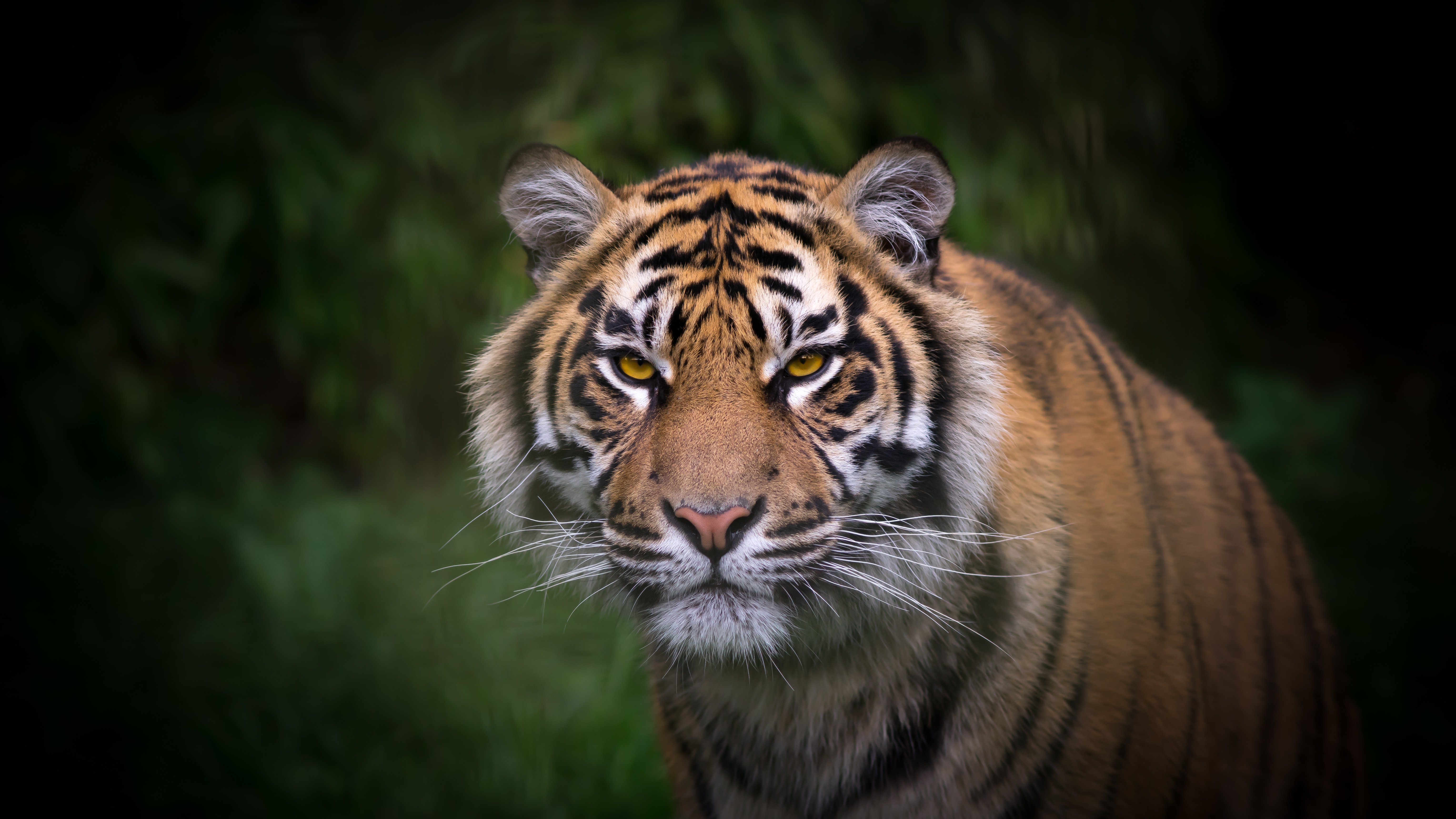 tiger, Predator, Cat Wallpaper