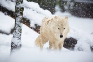 wolf, Wolves, Lobo, Snow, Winter