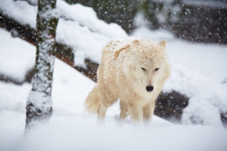 wolf, Wolves, Lobo, Snow, Winter HD Wallpaper Desktop Background