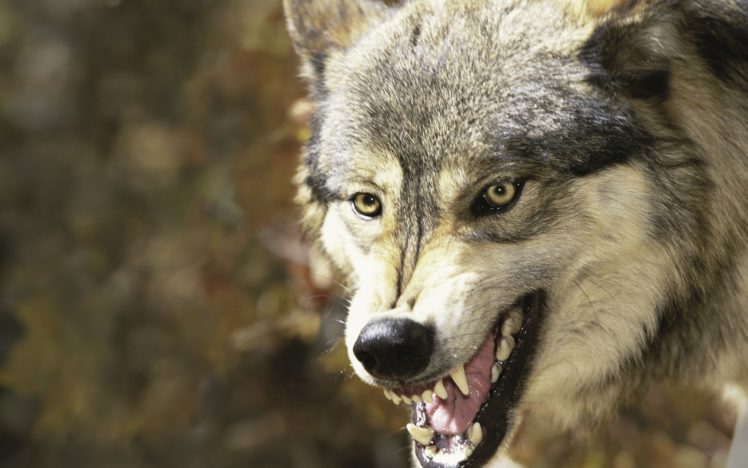 wolves, Animals, Wolf, Predator, Snout, Teeth HD Wallpaper Desktop Background