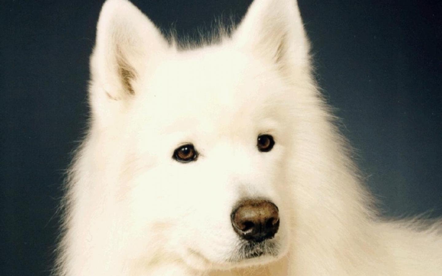 samoyed, Dog, Dogs, Canine Wallpaper