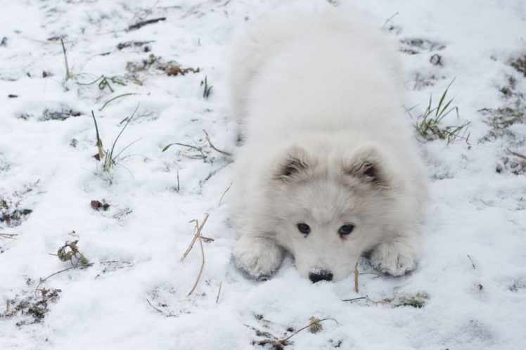 samoyed, Dog, Dogs, Canine HD Wallpaper Desktop Background