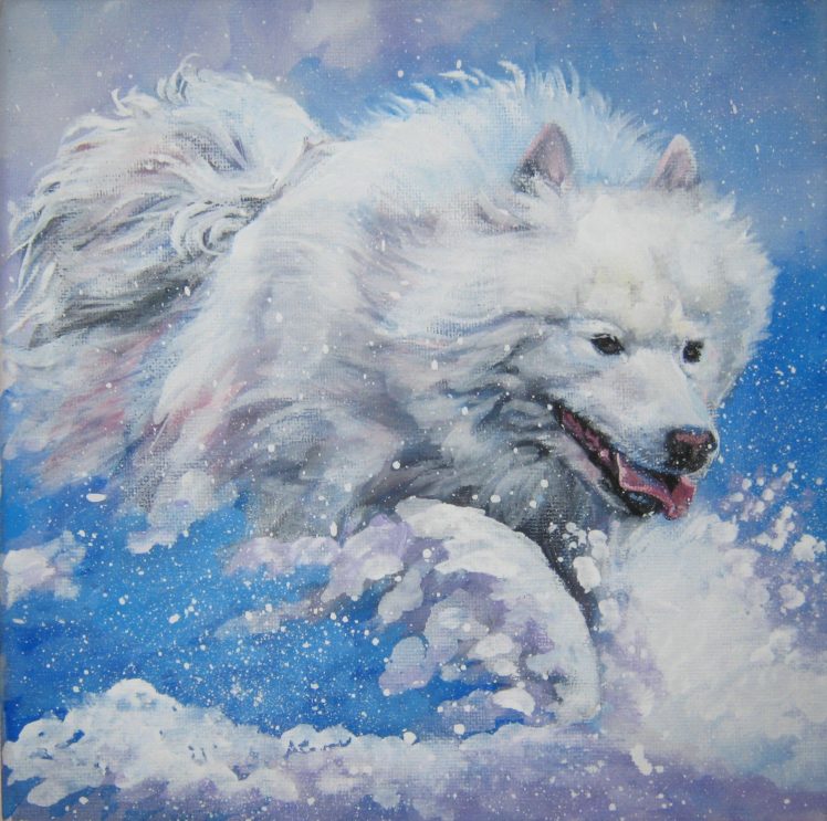 samoyed, Dog, Dogs, Canine HD Wallpaper Desktop Background