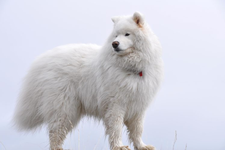 samoyed, Dog, Dogs, Canine HD Wallpaper Desktop Background