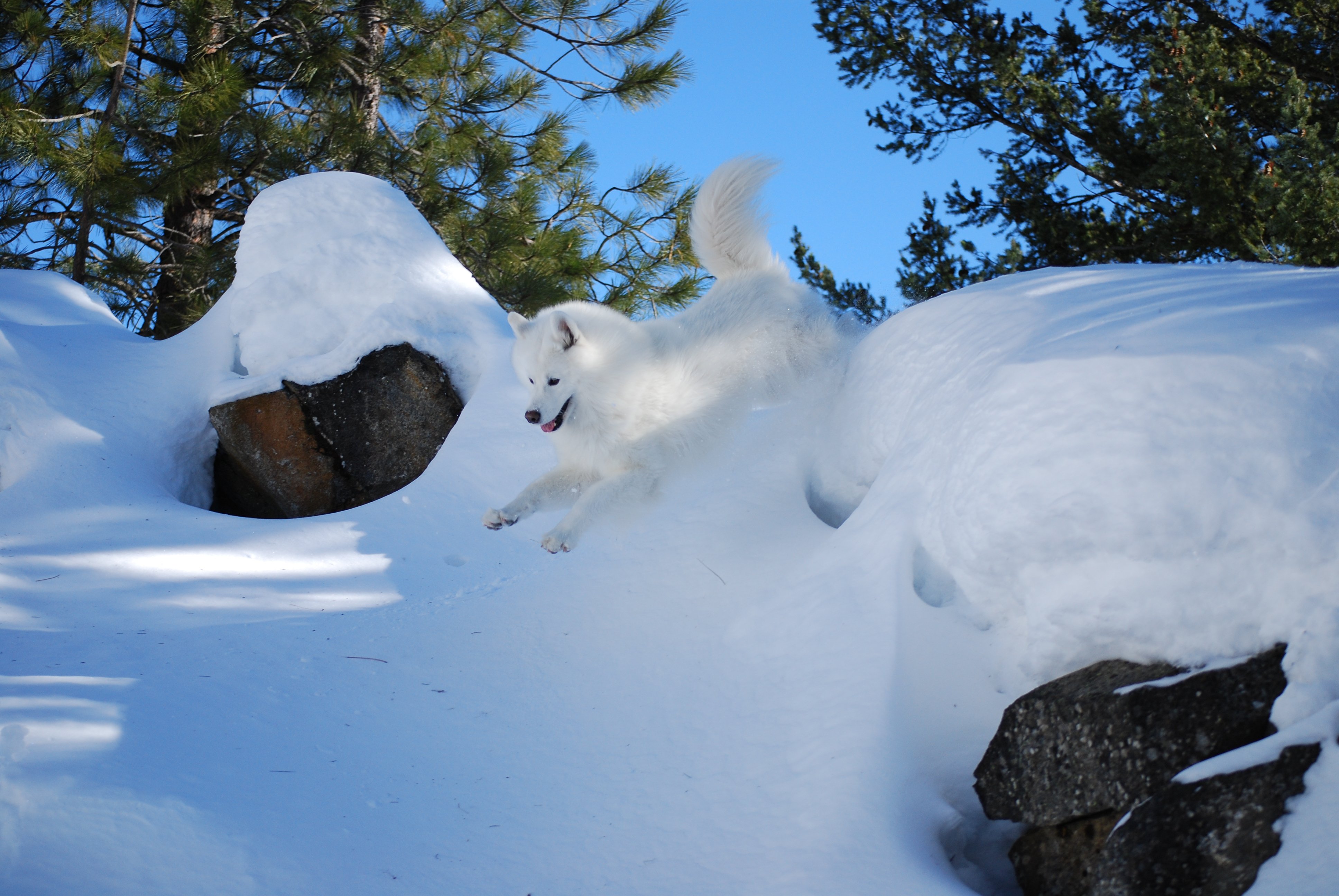 samoyed, Dog, Dogs, Canine Wallpaper