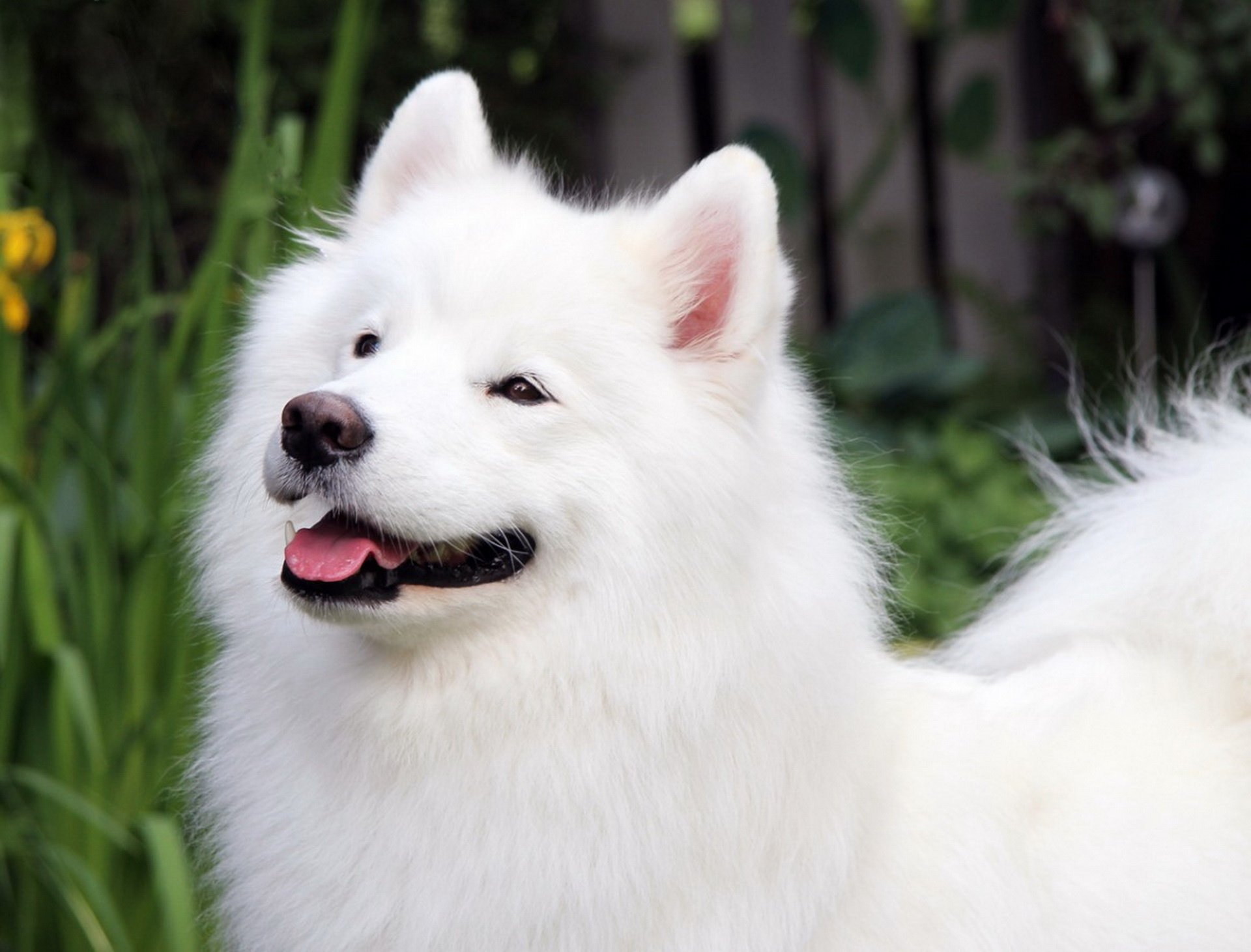 samoyed Dog  Dogs  Canine Wallpapers  HD Desktop and 