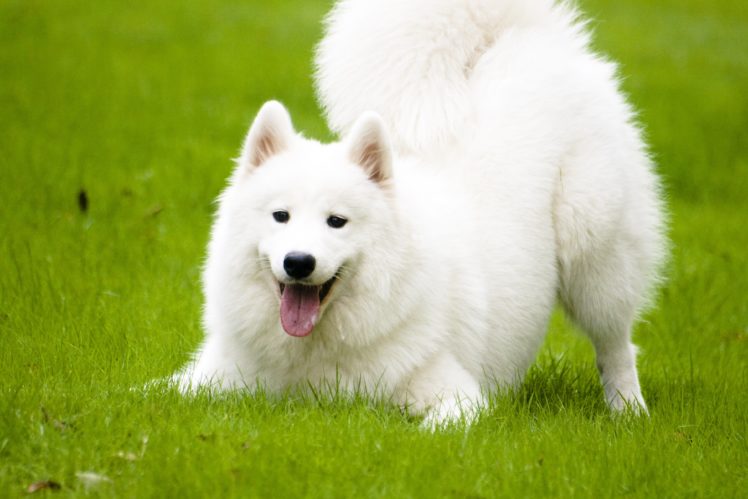 samoyed, Dog, Dogs, Canine Wallpapers HD / Desktop and Mobile Backgrounds