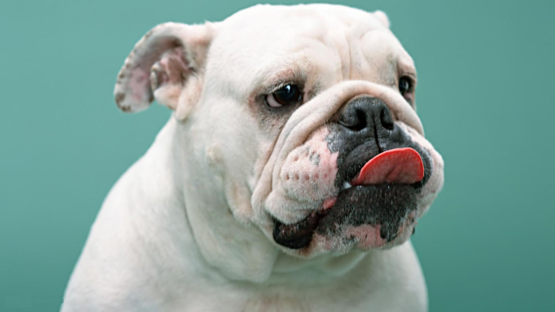bulldog, Dog, Dogs, Canine Wallpaper