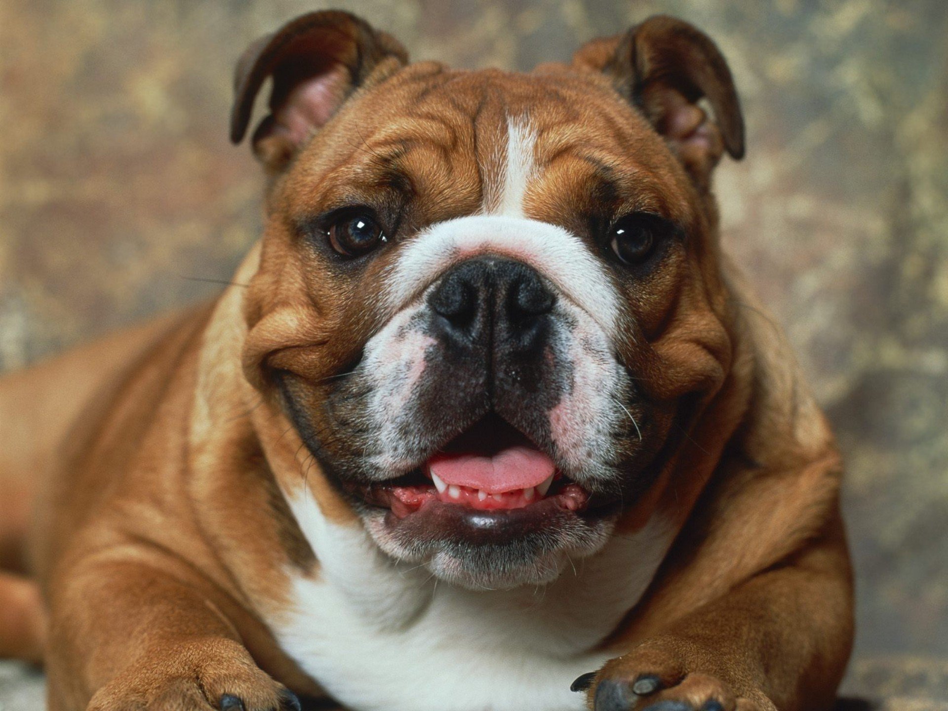 bulldog, Dog, Dogs, Canine Wallpaper