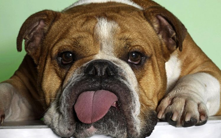 bulldog, Dog, Dogs, Canine HD Wallpaper Desktop Background