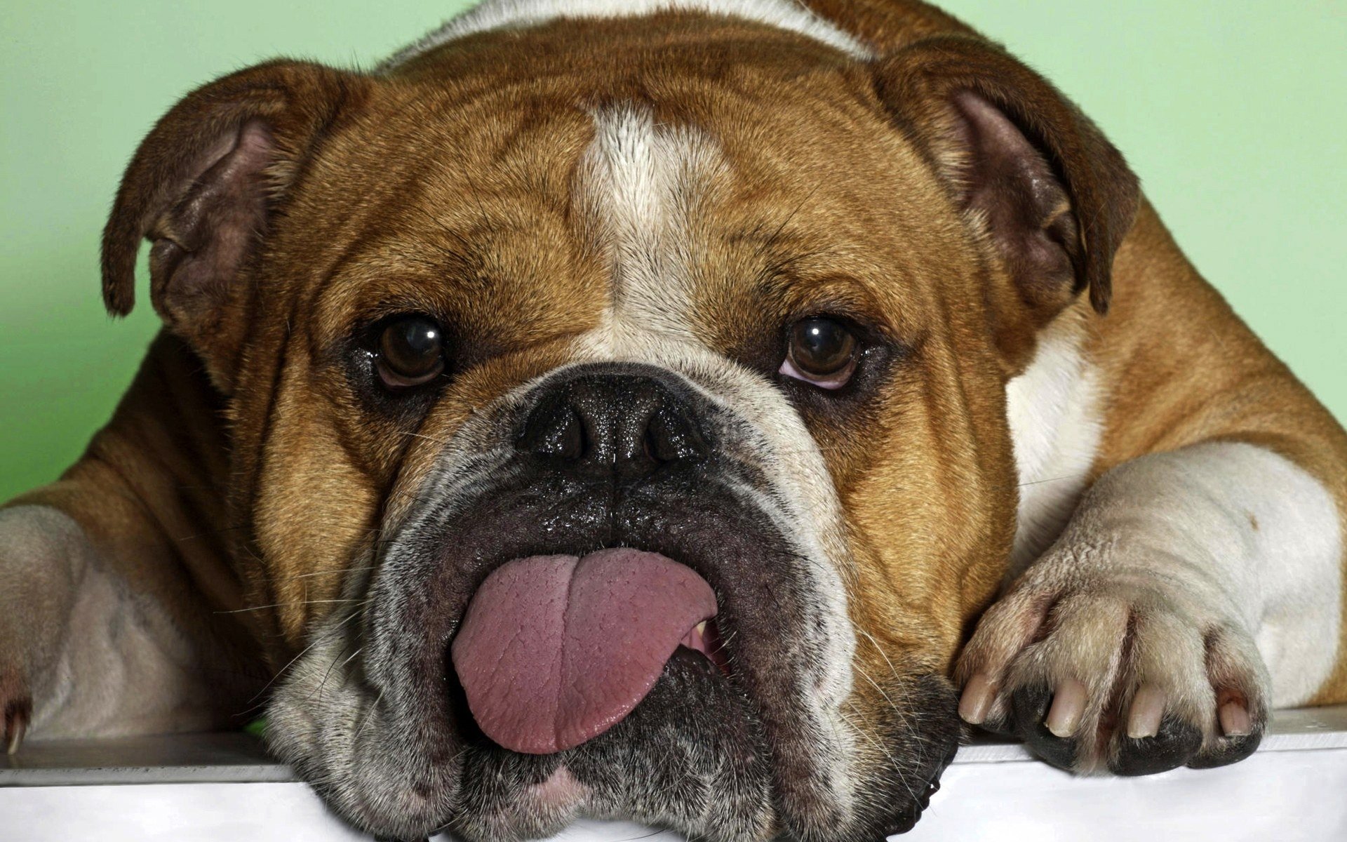 bulldog, Dog, Dogs, Canine Wallpaper