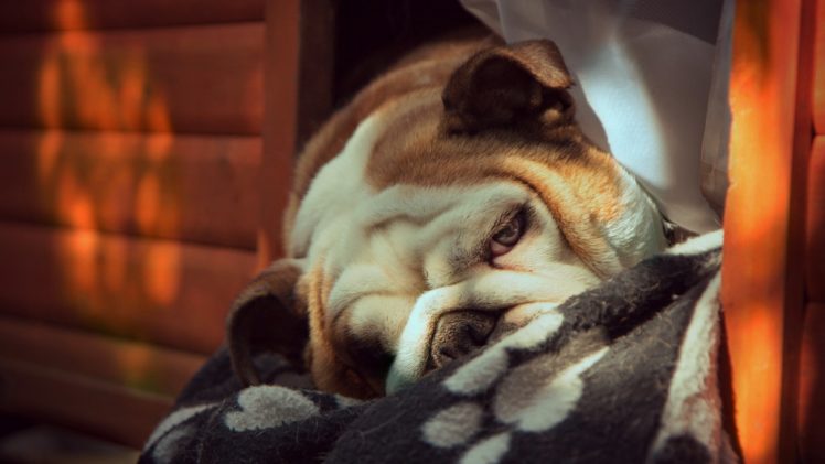 bulldog, Dog, Dogs, Canine HD Wallpaper Desktop Background