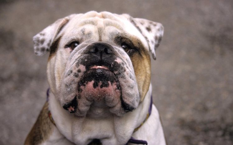 bulldog, Dog, Dogs, Canine HD Wallpaper Desktop Background