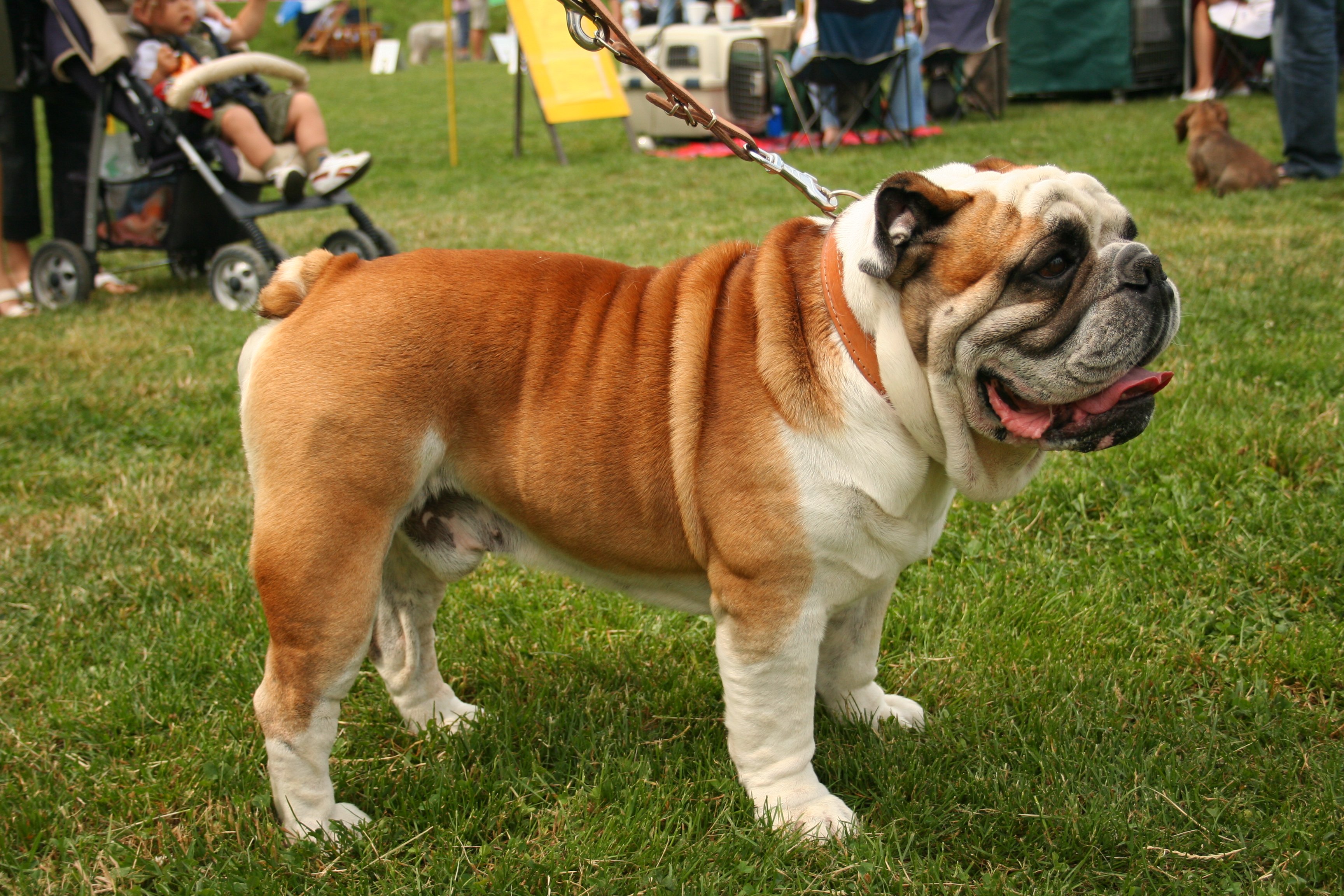 bulldog, Dog, Dogs, Canine Wallpaper