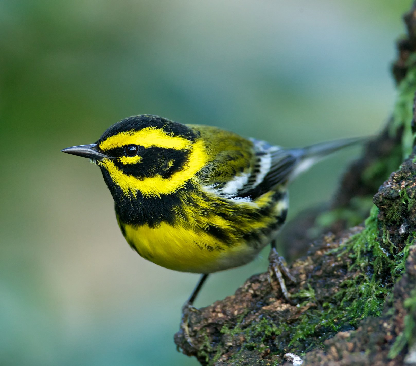 warbler, Bird, Birds, Nature, Wildlife Wallpaper