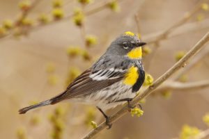 warbler, Bird, Birds, Nature, Wildlife