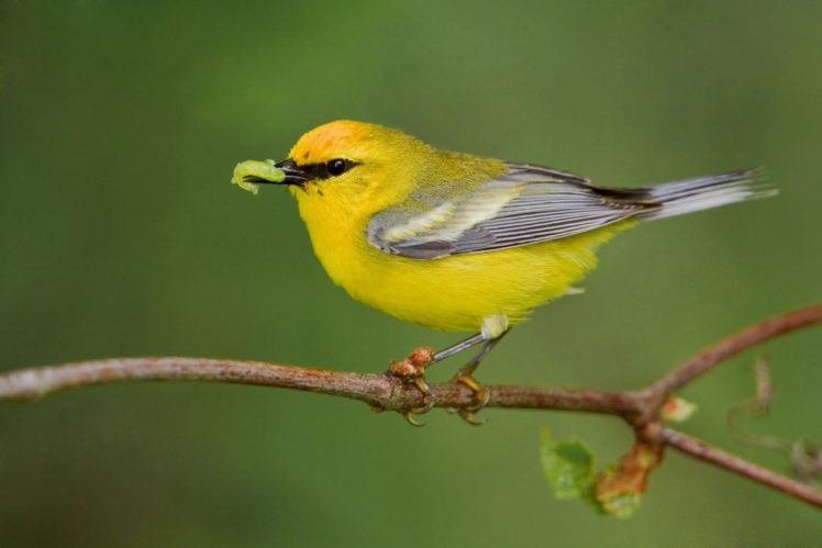 warbler, Bird, Birds, Nature, Wildlife HD Wallpaper Desktop Background