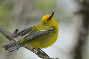 warbler, Bird, Birds, Nature, Wildlife
