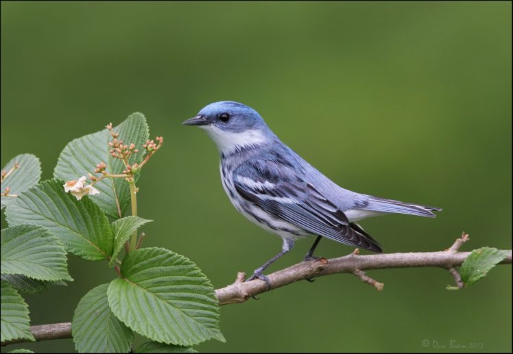 warbler, Bird, Birds, Nature, Wildlife HD Wallpaper Desktop Background