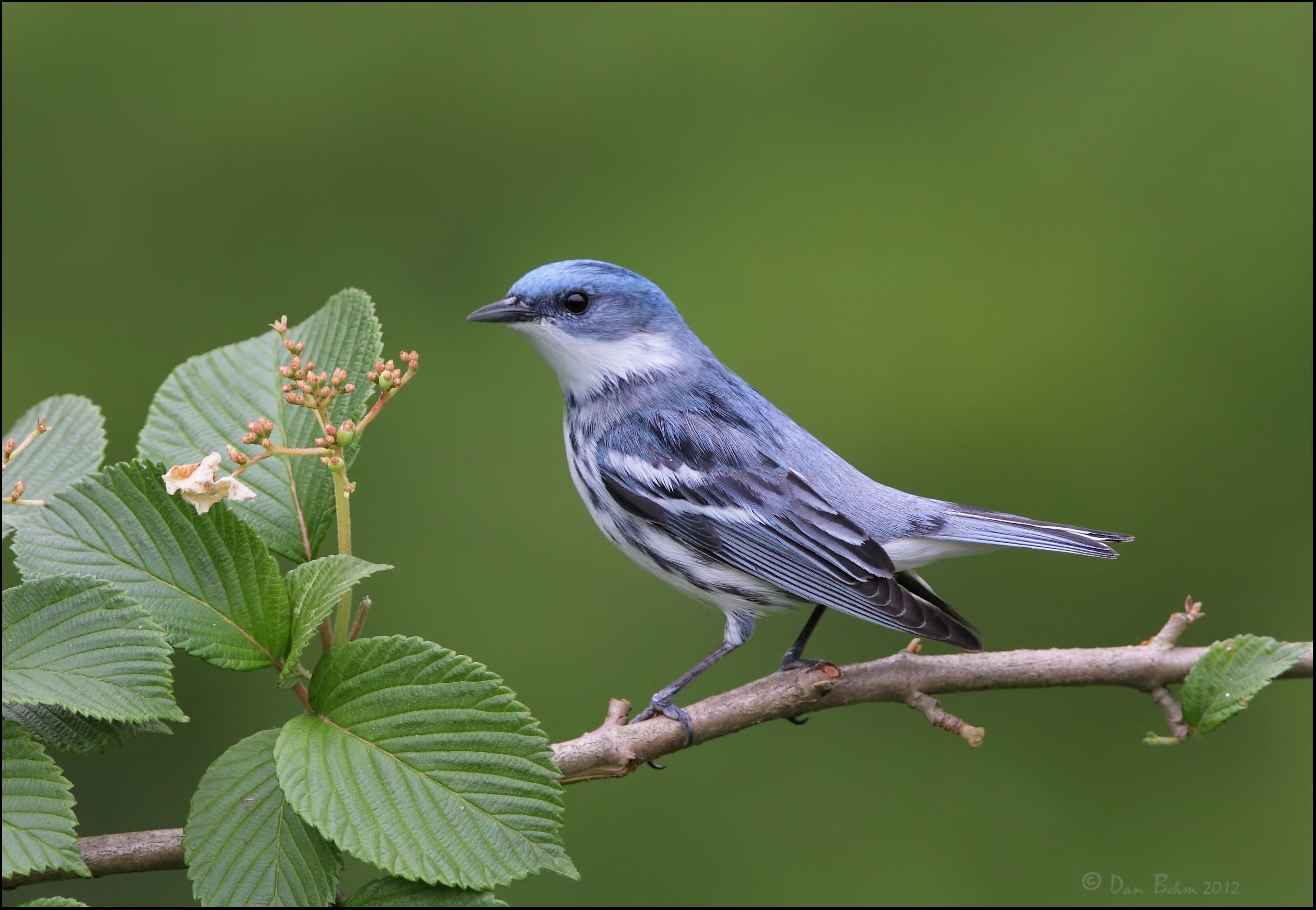 warbler, Bird, Birds, Nature, Wildlife Wallpaper