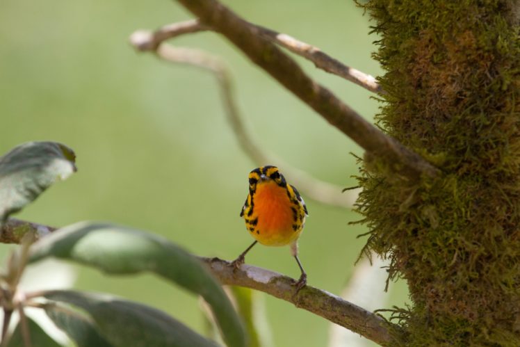 warbler, Bird, Birds, Nature, Wildlife HD Wallpaper Desktop Background