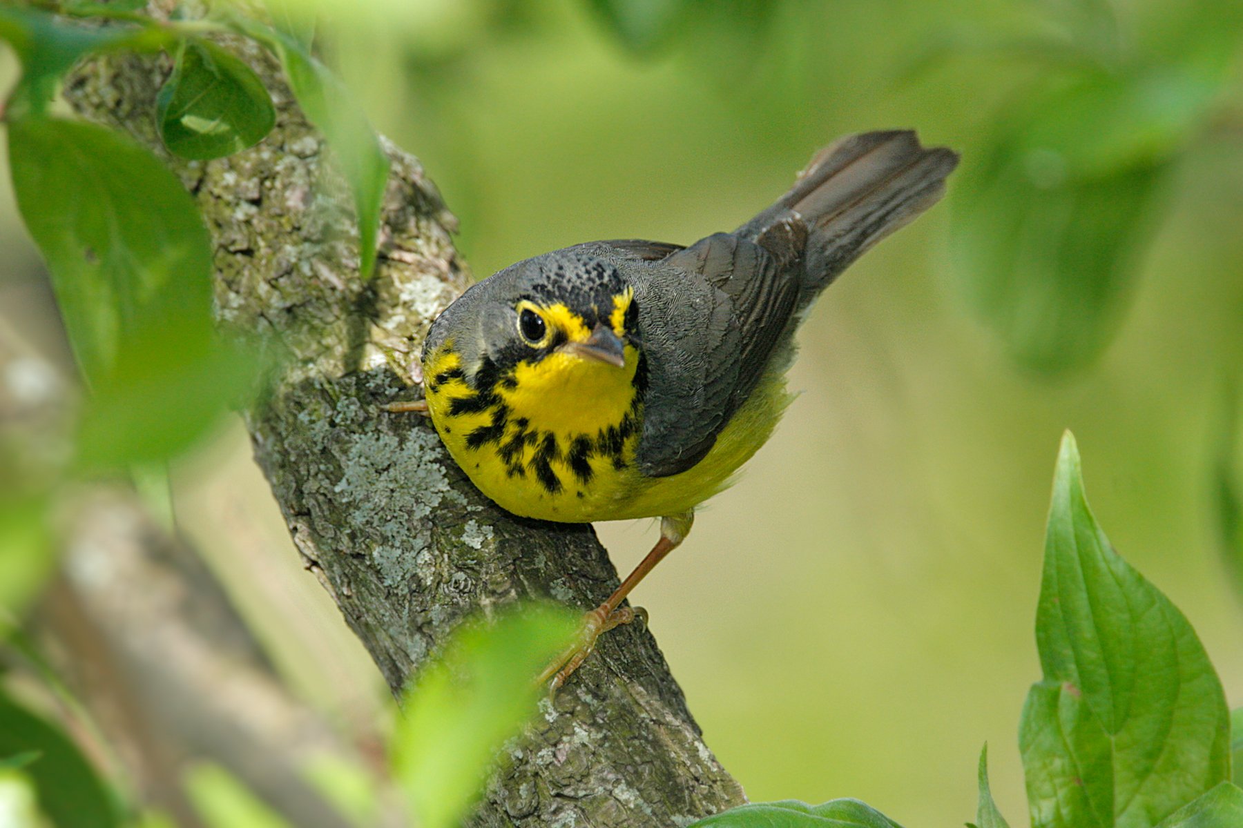 warbler, Bird, Birds, Nature, Wildlife Wallpaper