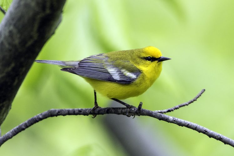 warbler, Bird, Birds, Nature, Wildlife HD Wallpaper Desktop Background