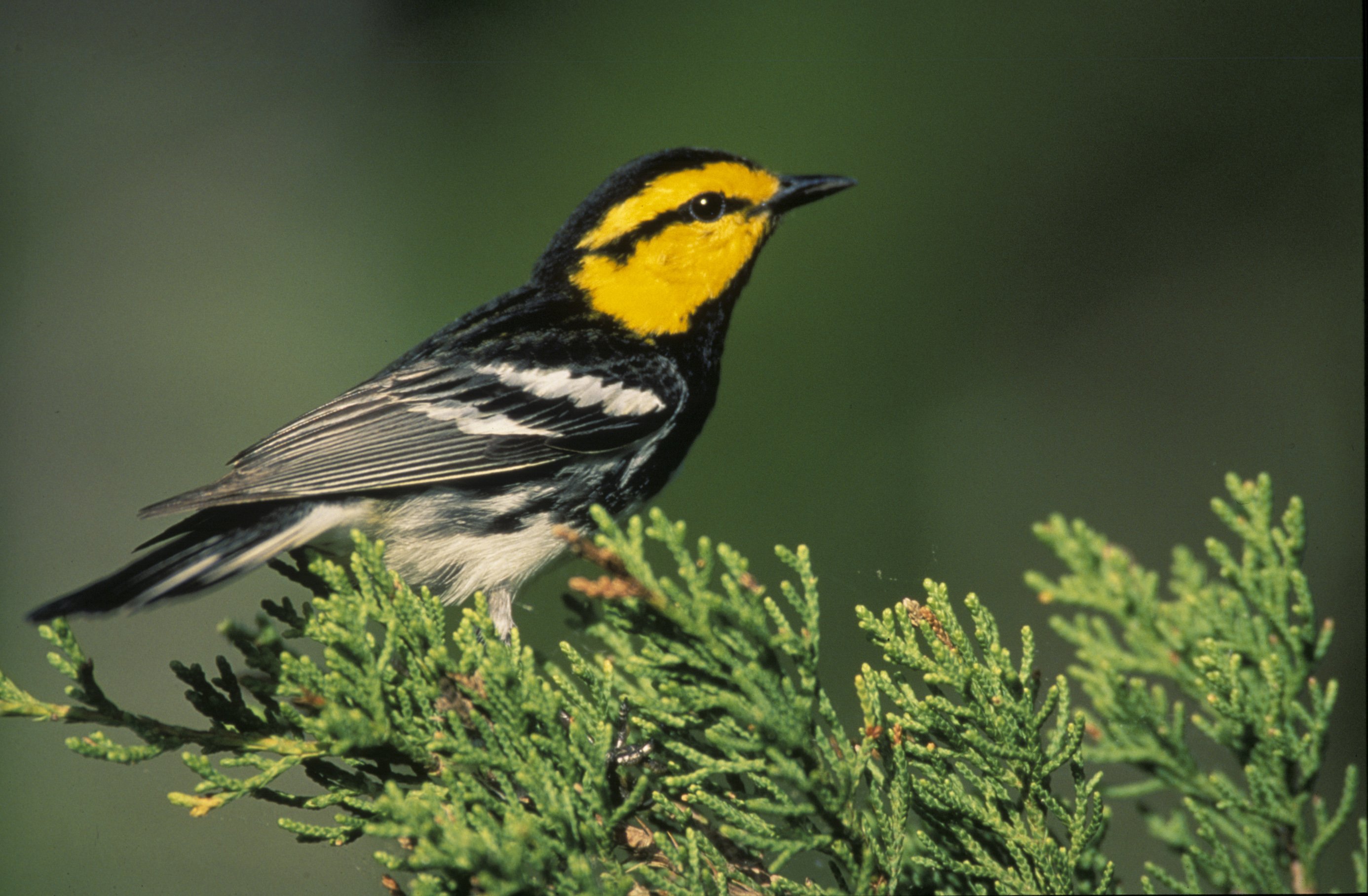 warbler, Bird, Birds, Nature, Wildlife Wallpaper