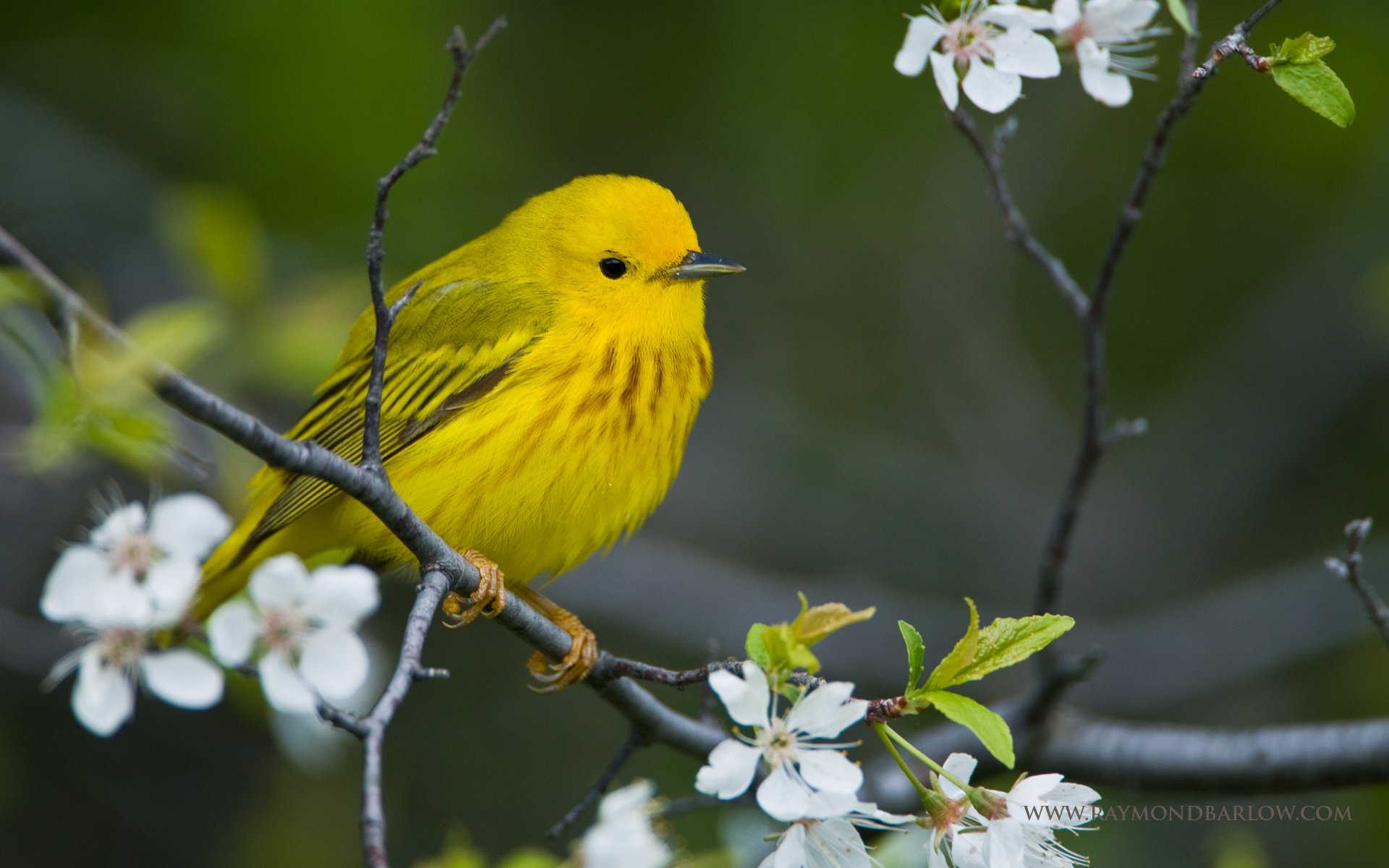 warbler, Bird, Birds, Nature, Wildlife Wallpapers HD / Desktop and ...